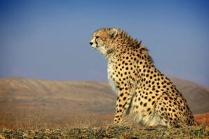 Persian Cheetah 14