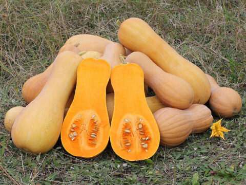 Cucurbita moschata Butternut 2012 G2