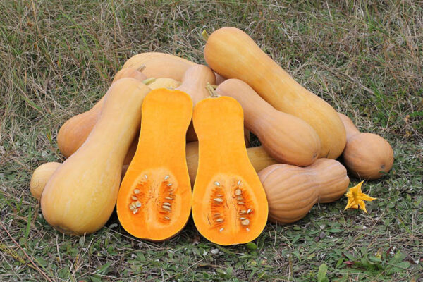 Cucurbita moschata Butternut 2012 G2