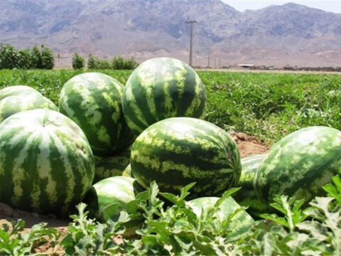 غلظت نیترات در هندوانه ایرانی کمتر از 10 میلی گرم است 2 139406292002591596132074