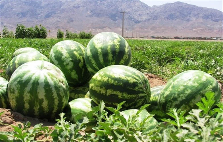 غلظت نیترات در هندوانه ایرانی کمتر از 10 میلی گرم است 1 139406292002591596132074